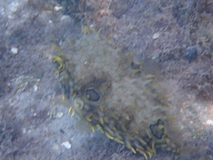 Chilomycterus antillarum