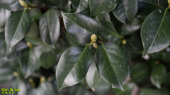 Camellia japonica