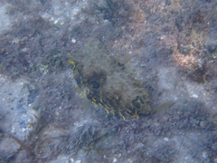 Chilomycterus antillarum