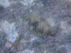 Chilomycterus antillarum