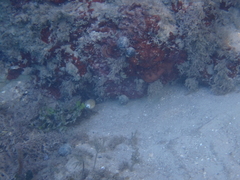 Myrichthys breviceps