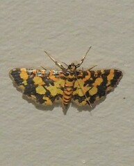 Eurrhyparodes tricoloralis