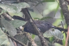 Thamnophilus tenuepunctatus