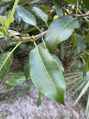 Ficus aurea