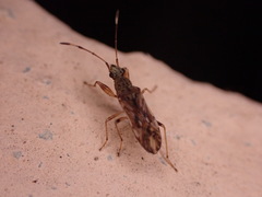 Neopamera