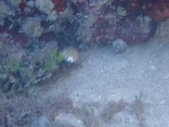 Myrichthys breviceps