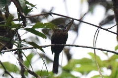 Galbula chalcothorax