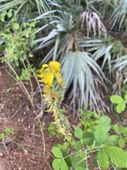 Crotalaria pallida