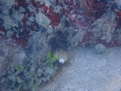 Myrichthys breviceps