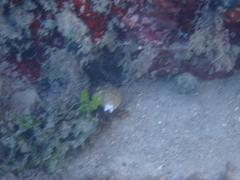 Myrichthys breviceps