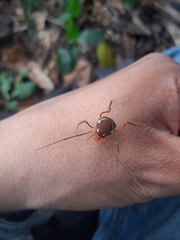 Erginulus roeweri