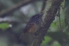 Hypocnemis peruviana