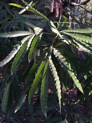 Lyonothamnus floribundus