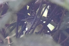 Hypocnemis peruviana