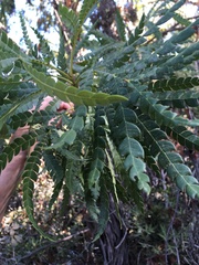 Lyonothamnus floribundus