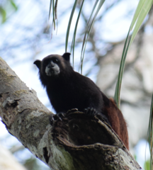 Saguinus fuscicollis