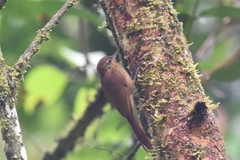 Glyphorynchus spirurus