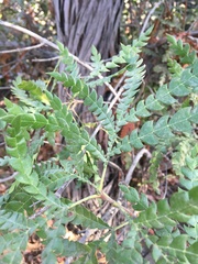 Lyonothamnus floribundus