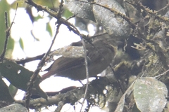 Anabacerthia ruficaudata