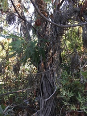 Lyonothamnus floribundus