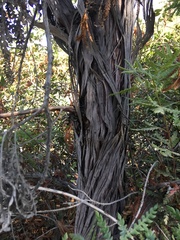 Lyonothamnus floribundus