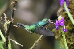 Chlorostilbon mellisugus