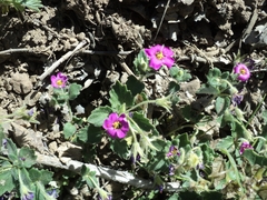 Viviania elegans