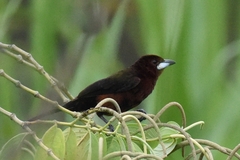 Ramphocelus carbo