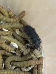Tenebrio molitor