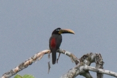 Pteroglossus castanotis