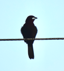 Ramphocelus carbo