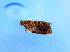 Acroceuthes metaxanthana