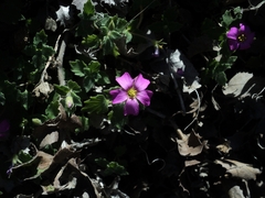 Viviania elegans