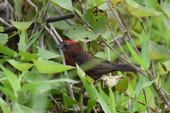 Coryphospingus cucullatus