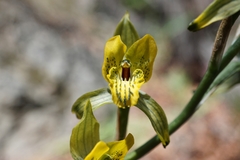 Chloraea