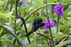 Chrysuronia oenone