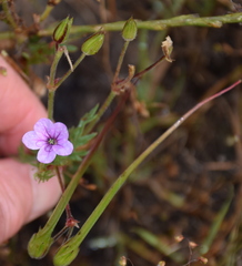 Erodium botrys