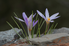 Crocus asymmetricus