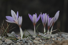 Crocus asymmetricus