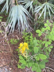 Crotalaria pallida