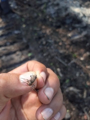 Oreodera brailovskyi