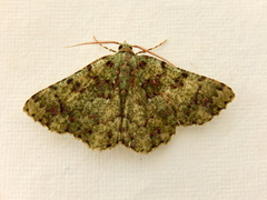 Aeolochroma hypochromaria