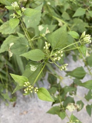 Mikania cordifolia
