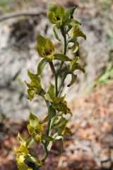 Chloraea