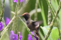 Lophornis stictolophus