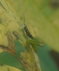 Liebermannacris dorsualis