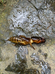 Gryllotalpa gryllotalpa