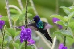 Chrysuronia oenone