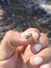 Oreodera brailovskyi