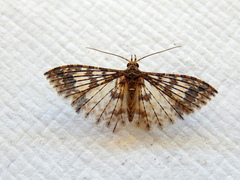 Alucita phricodes